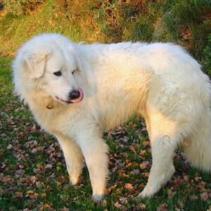 Raça de Cachorro: Pastor Maremano Abruzês