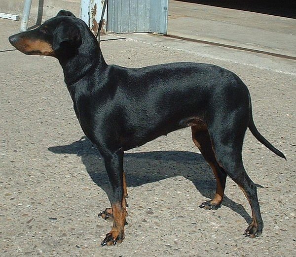 Raça de Cachorro: Manchester Terrier