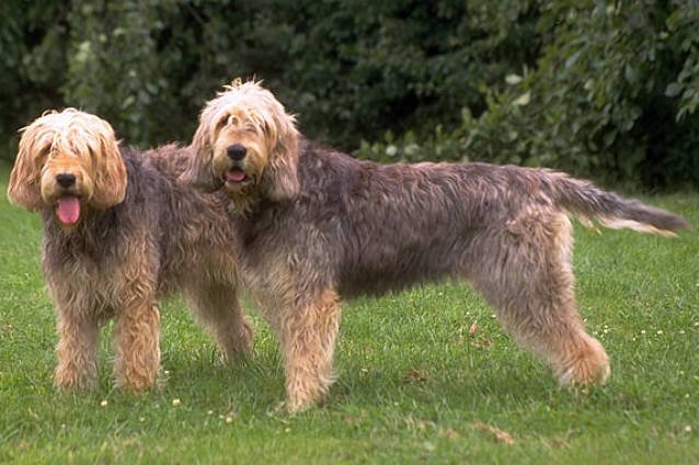 Raça de Cachorro: Otterhound