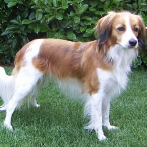 Raça de Cachorro: Nederlandse Kooikerhondje