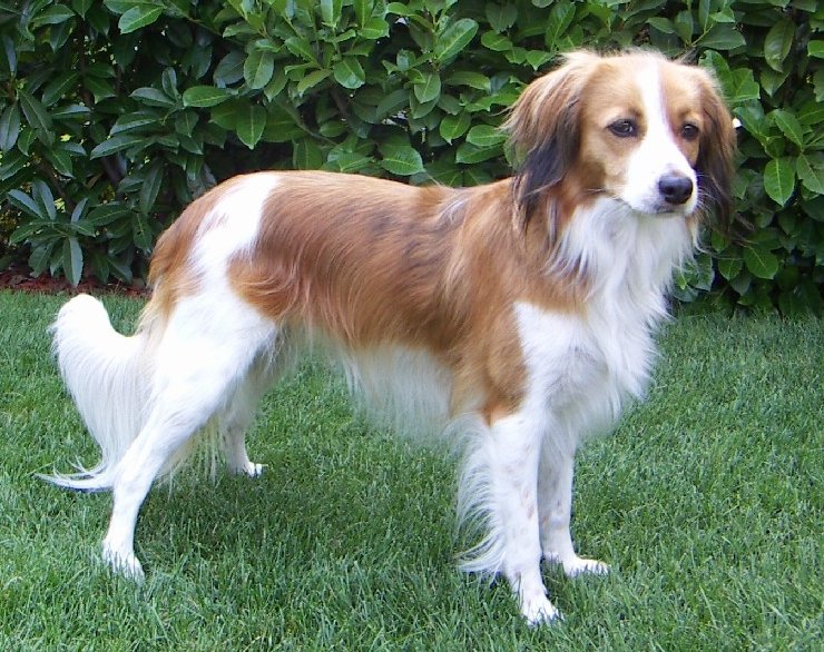 Foto de um Nederlandse Kooikerhondje