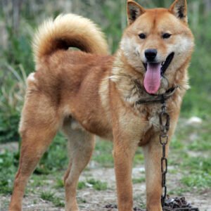 Raça de Cachorro: Jindo Coreano