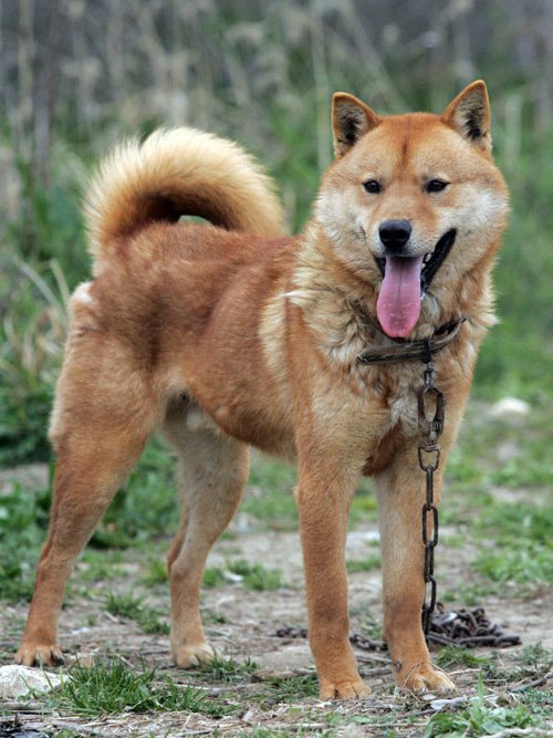Foto de um Jindo Coreano