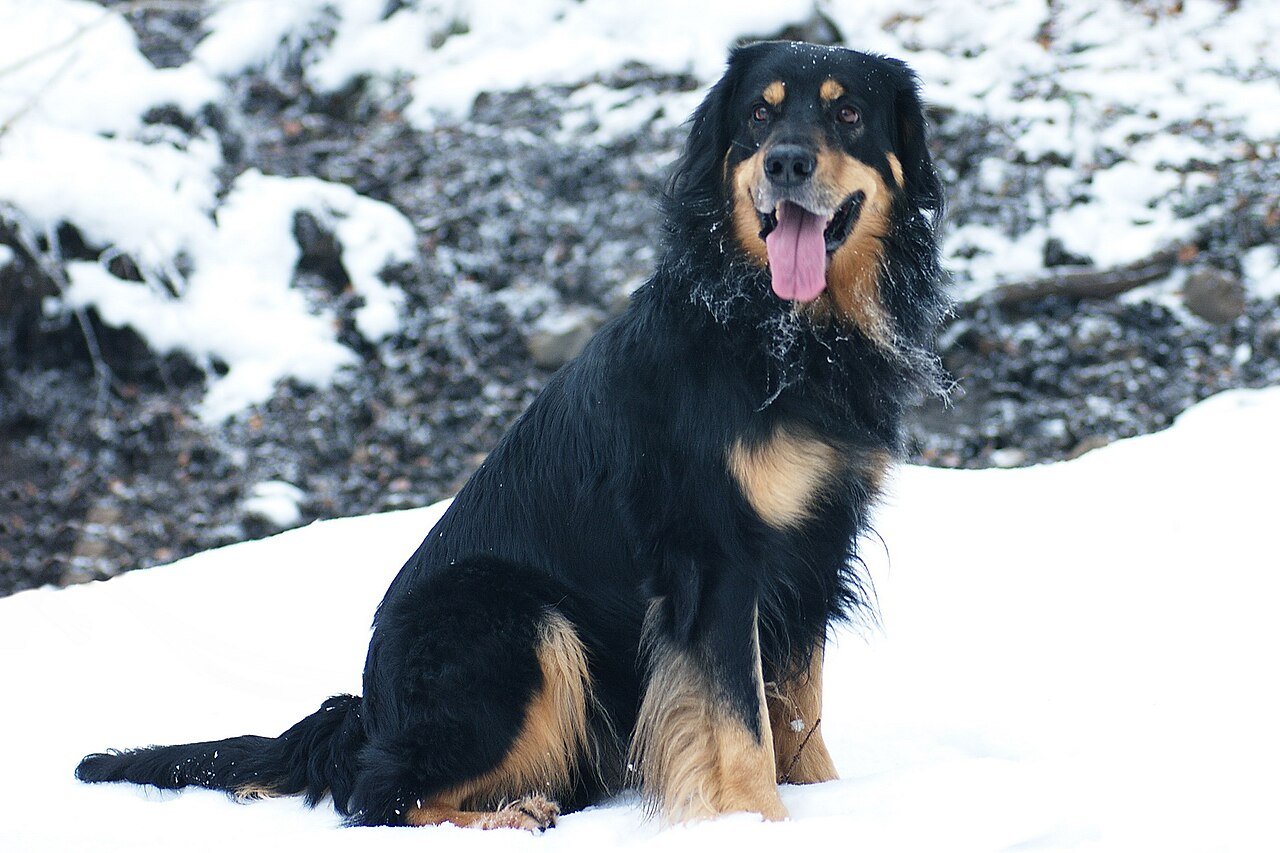 Raça de Cachorro: Hovawart
