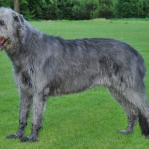 Raça de Cachorro: Irish Wolfhound