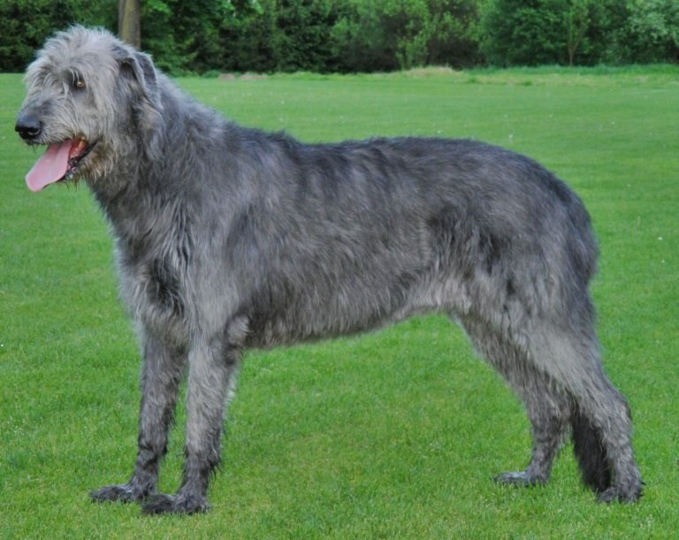 Foto de um Irish Wolfhound