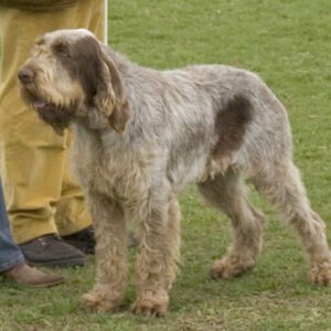 Raça de Cachorro: Italian Spinone