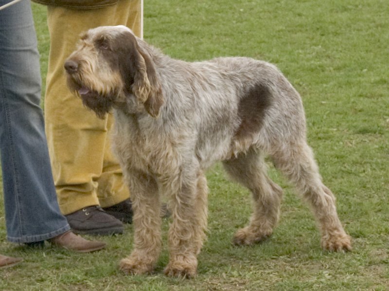 Foto de um Italian Spinone