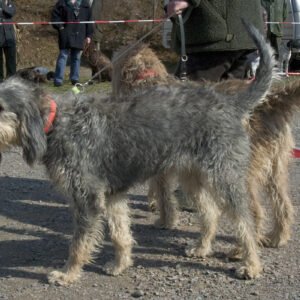 Raça de Cachorro: Grifo Nivernais