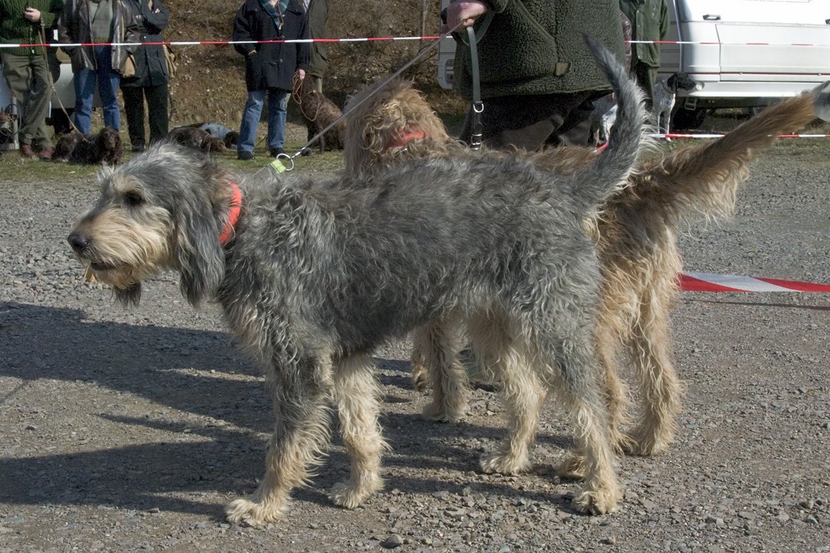 Foto de um Grifo Nivernais
