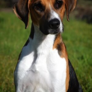 Raça de Cachorro: Harrier