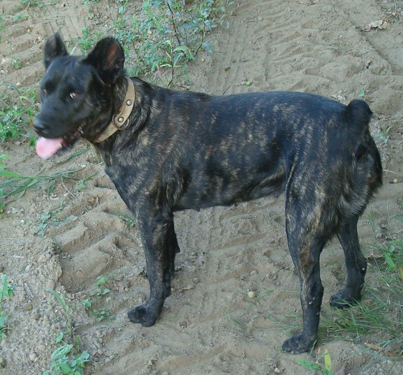 Raça de Cachorro: Fila de São Miguel