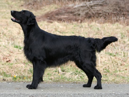 Raça de Cachorro: Flat-Coated Retriever
