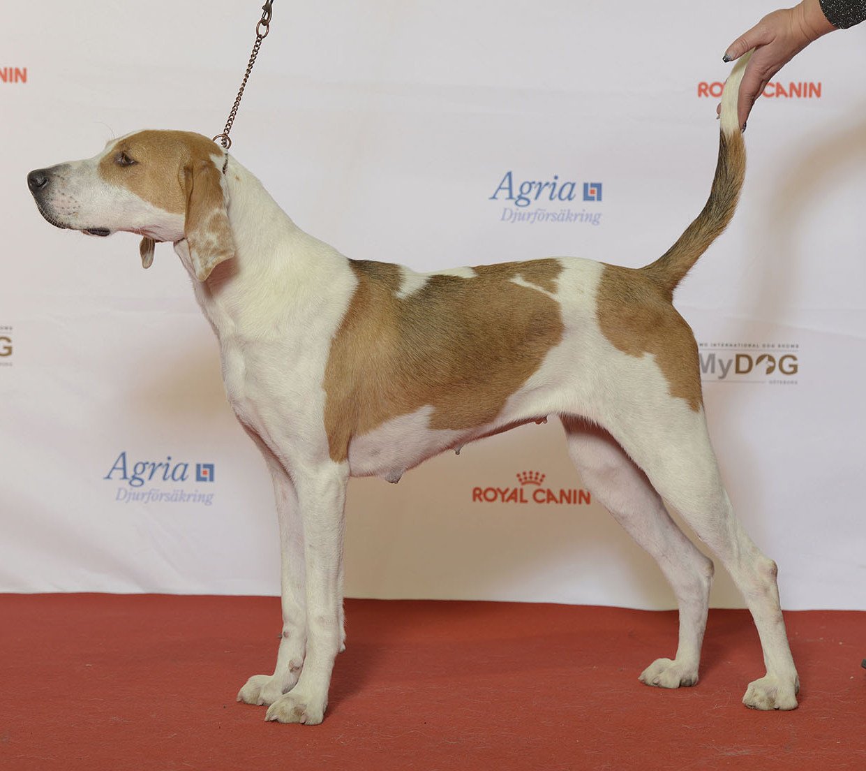 Raça de Cachorro: Foxhound Americano