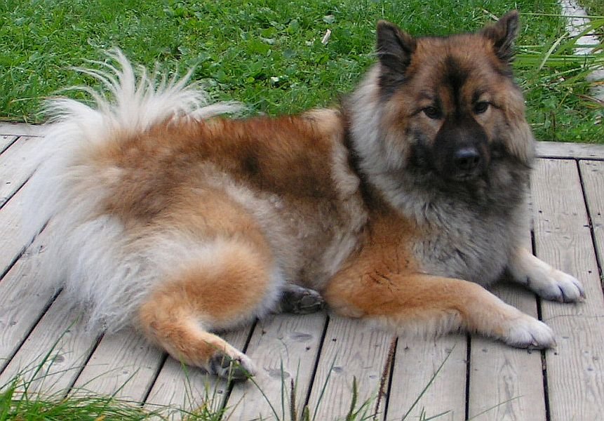 Raça de Cachorro: Eurasier