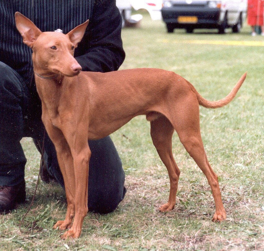 Raça de Cachorro: Cirneco do Etna