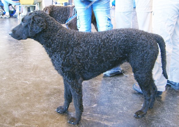 Raça de Cachorro: Curly-Coated Retriever