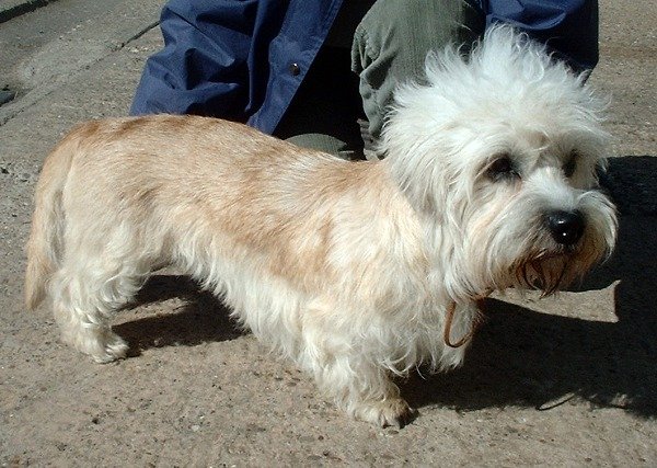 Raça de Cachorro: Dandie Dinmont Terrier