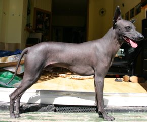 Raça de Cachorro: Cão Pelado Peruano