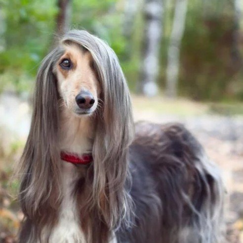 Afghan Hound
