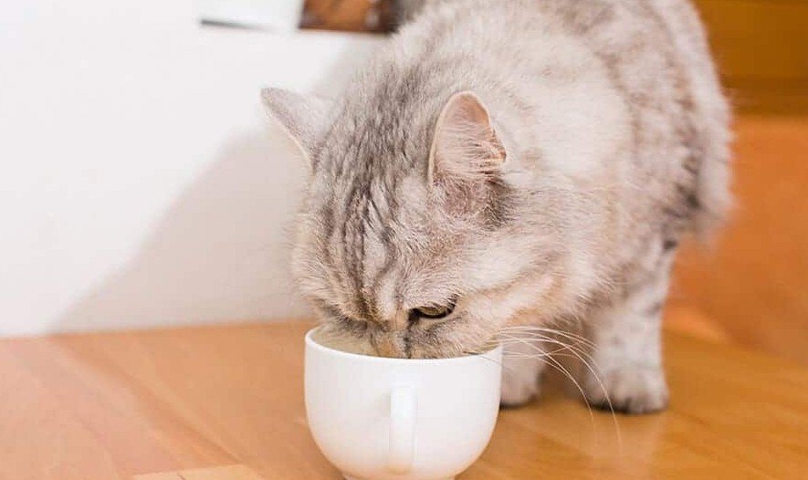 Gato pode comer atum natural? Será que é liberado?