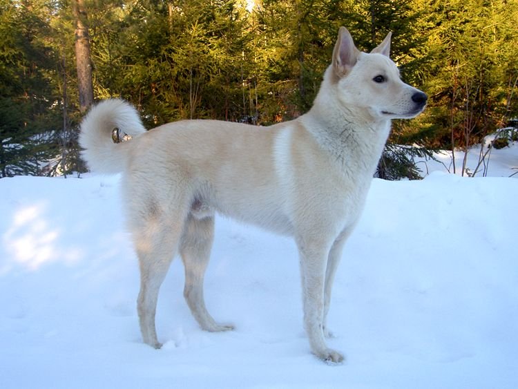 Raça de Cachorro: Cão de Canaã