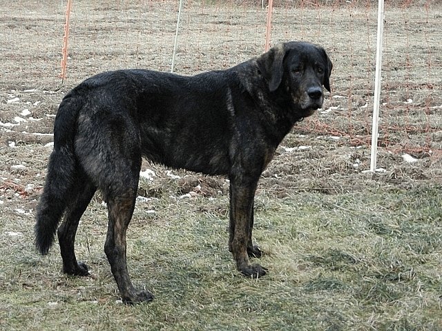 Raça de Cachorro: Cão de Castro Laboreiro