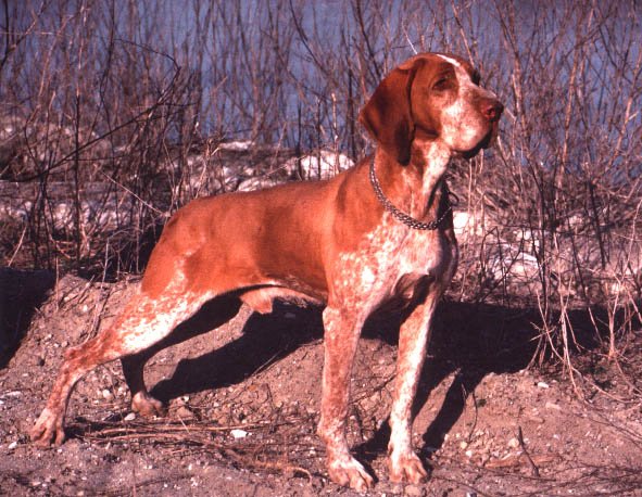 Raça de Cachorro: Braco Italiano