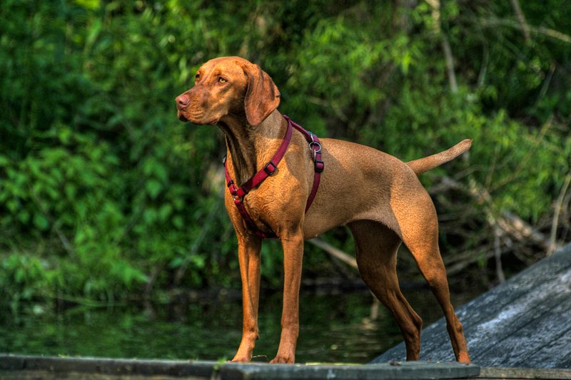 Raça de Cachorro: Braco Húngaro de Pelo Curto