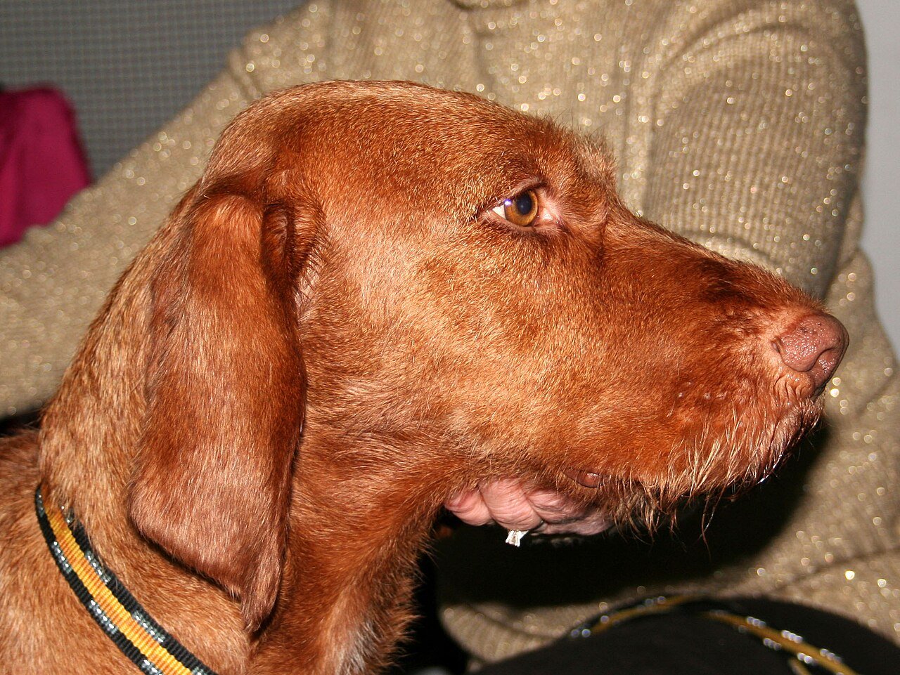 Raça de Cachorro: Braco Húngaro de Pelo Duro