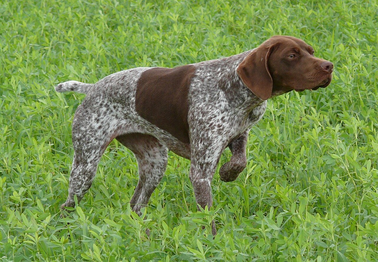 Raça de Cachorro: Braco Francês