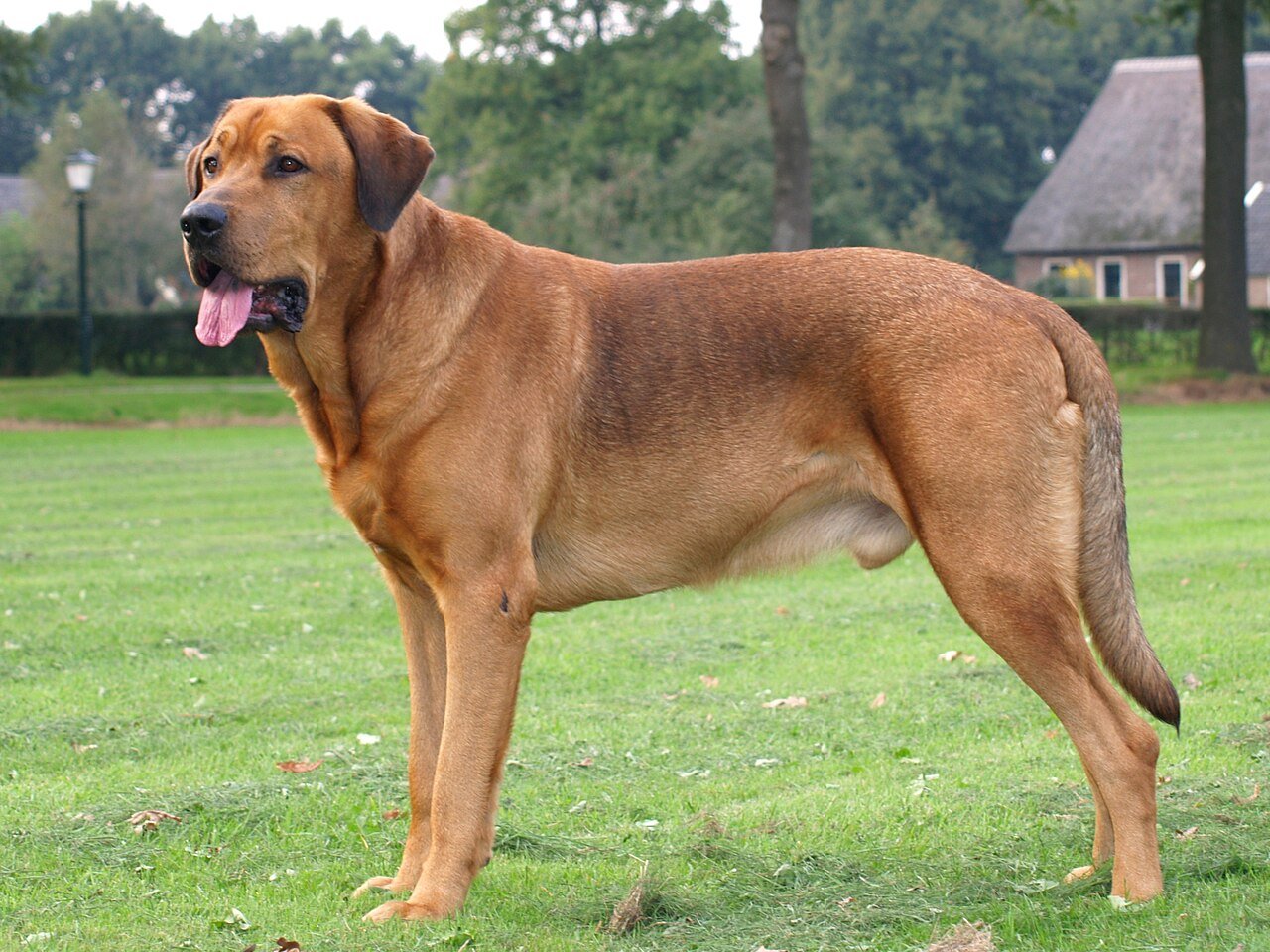 Raça de Cachorro: Broholmer