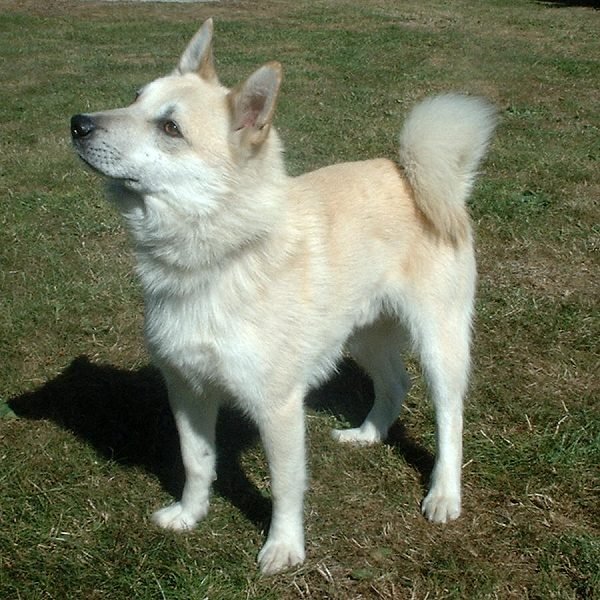 Raça de Cachorro: Buhund Norueguês