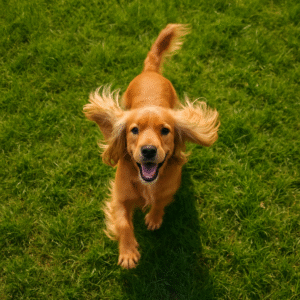 Cocker Spaniel: O Companheiro Perfeito que Conquistou Corações Mundo Afora