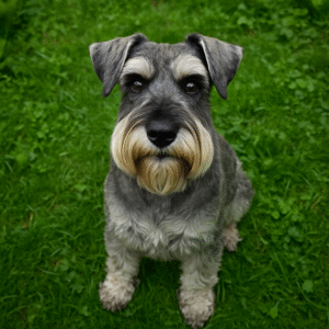 Schnauzer: O Companheiro Perfeito – Amigável, Inteligente e Obediente