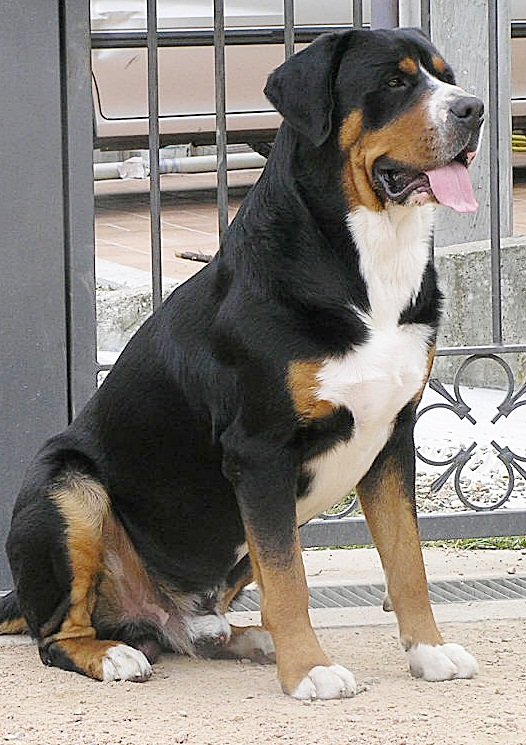 Raça de Cachorro: Boiadeiro Suíço