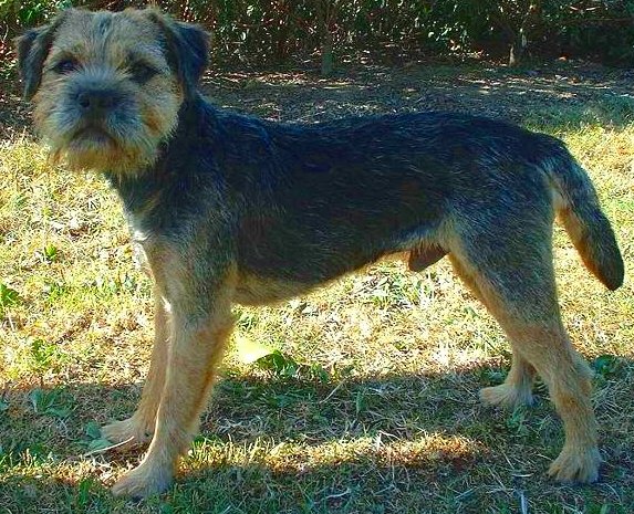 Raça de Cachorro: Border Terrier