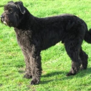 Raça de Cachorro: Boiadeiro de Flandres