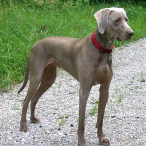Raça de Cachorro: Braco de Weimar