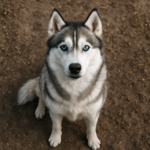 Husky Siberiano: O Cão Extrovertido que Conquistou o Mundo