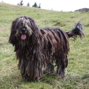 Raça de Cachorro: Bergamasco