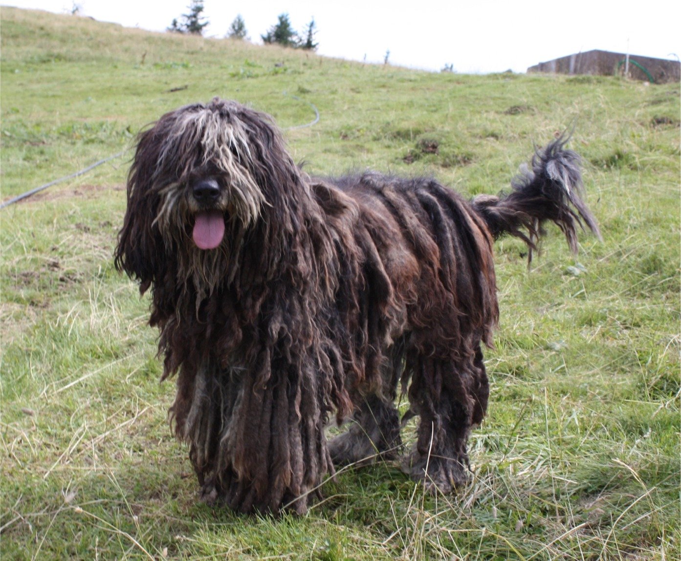 Foto de um Bergamasco