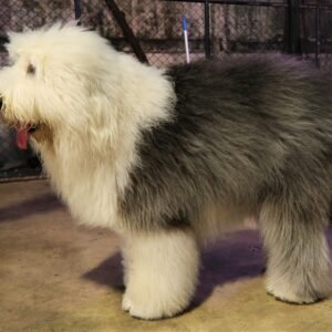 Raça de Cachorro: Bobtail