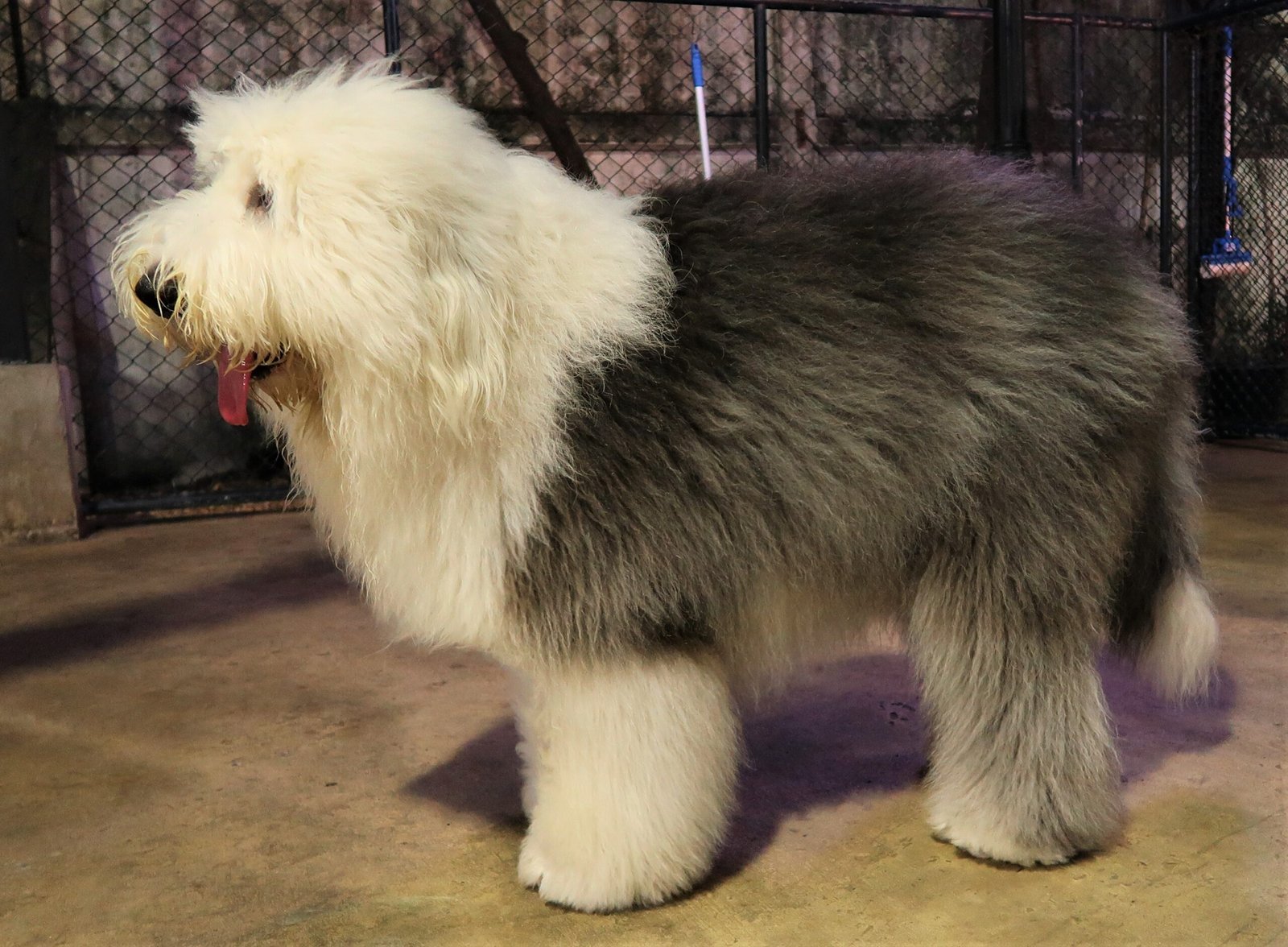 Foto de um Bobtail