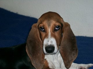 Raça de Cachorro: Basset Artesiano Normando