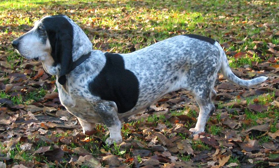 Raça de Cachorro: Basset Azul da Gasconha