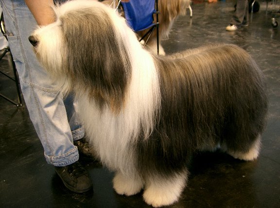 Raça de Cachorro: Bearded Collie