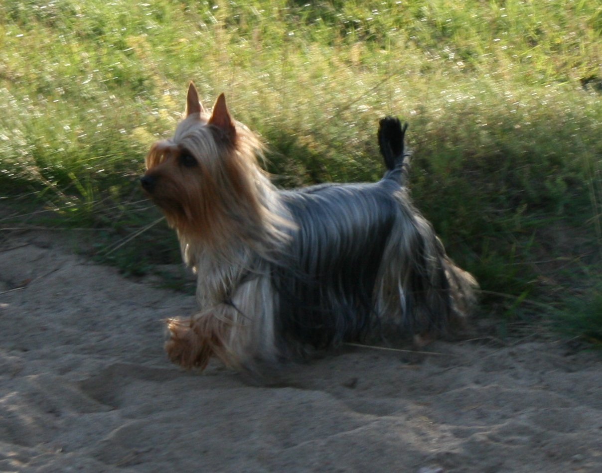 Australian Silky Terrier, foto de referência da raça