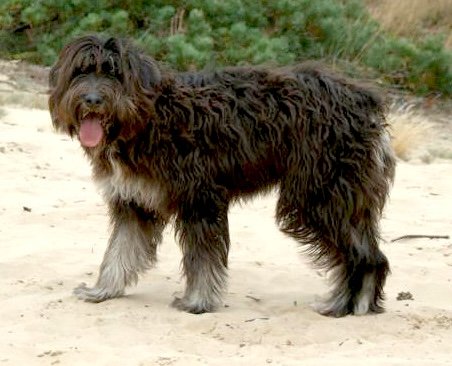 Raça de Cachorro: Barbado da Terceira