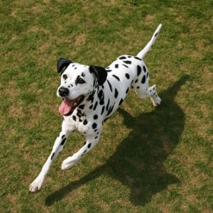 Dálmata: O Cachorro Extrovertido que Conquistou o Mundo